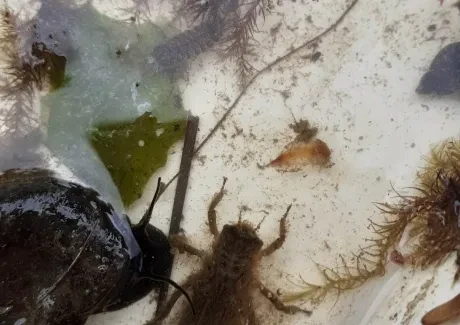 Biologicko-výtvarný projekt sekund