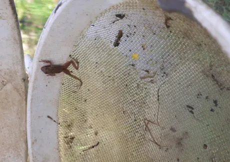 Biologicko-výtvarný projekt sekund