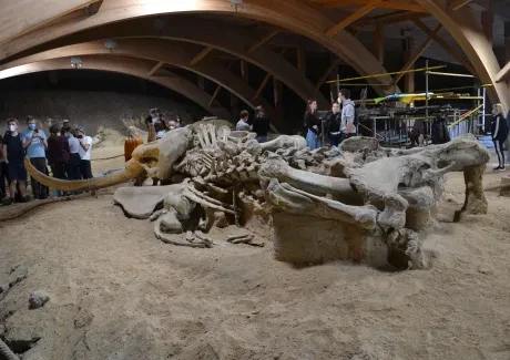 Squadra Risonante v Srbsku