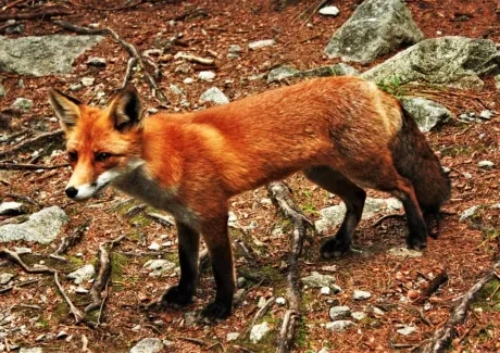 Vysokohorská turistika v Tatrách