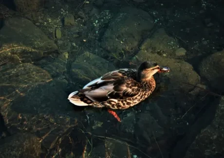 Vysokohorská turistika v Tatrách